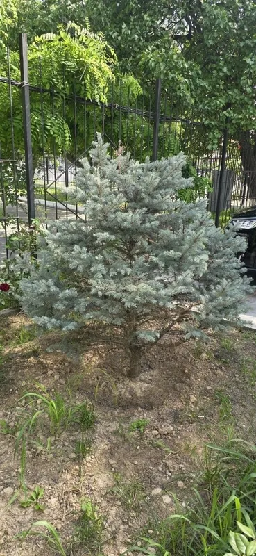 Серебристый елка. Цена 200$ — фото 1