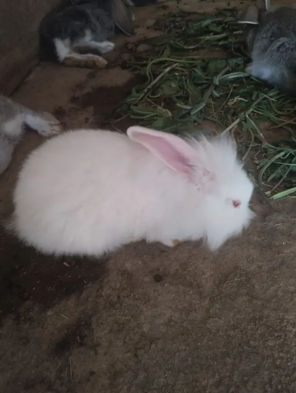 Крольчата на продажу — фото 3