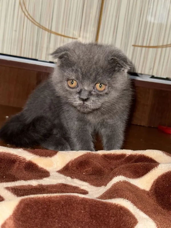 Скоттиш фолд 2.5 месяц 2 Скоттиш фолд 2.5 месяц 2