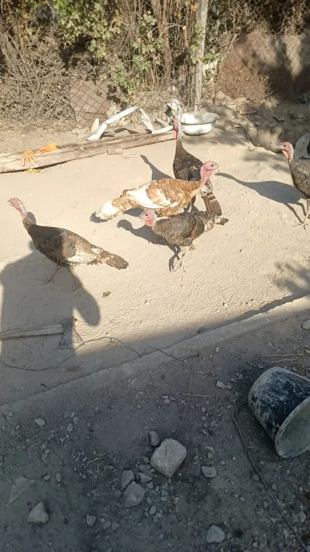 Induk kurga sotiladi 1 Induk kurga sotiladi 1