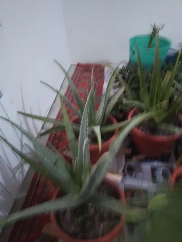 Гуллар цветы домашные хонаTabby òģitlar blan parvarishlangan xona gu — фото 1