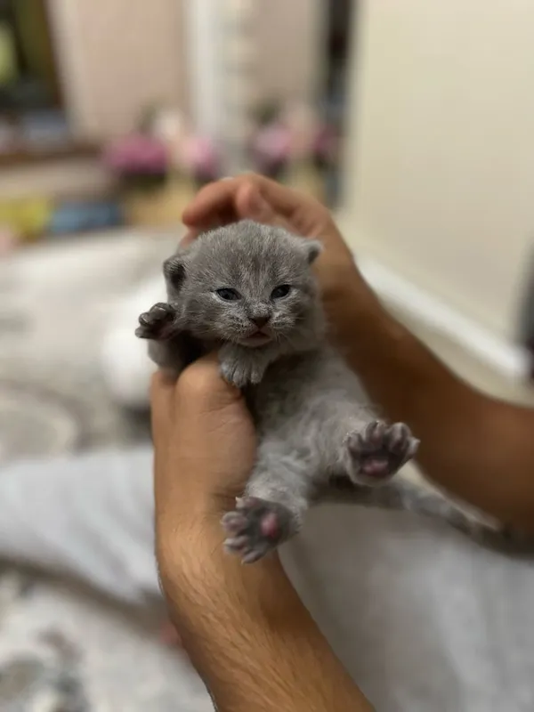 Продаются котята ( British shorthair) 1