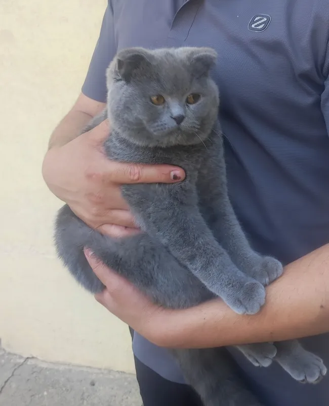 Scottish Fold srochna sotiladi zoti toza
