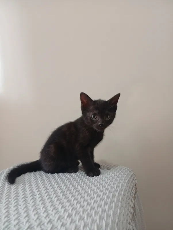 Котята бесплатно — фото 4