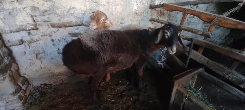 Кучкор сотилади!