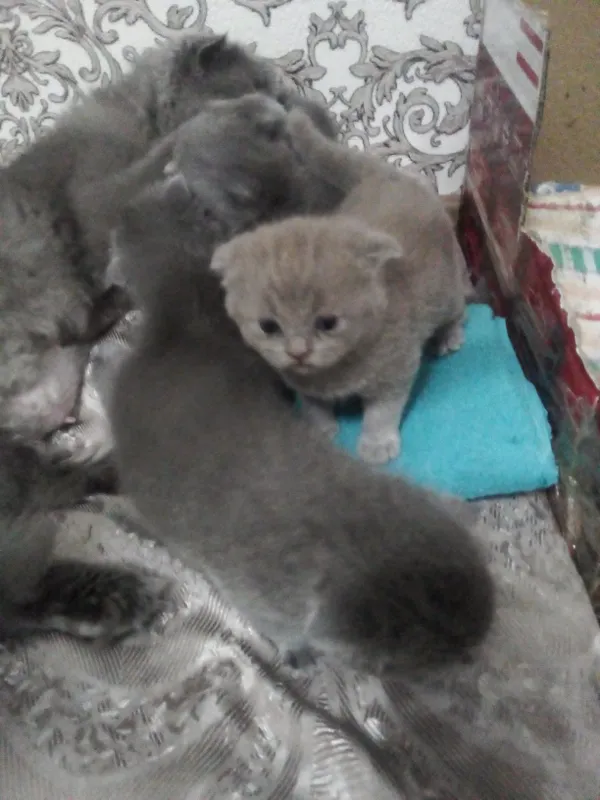 Мальчик лиловый 1 годик шотландские веслоуха скоттиш фолд.