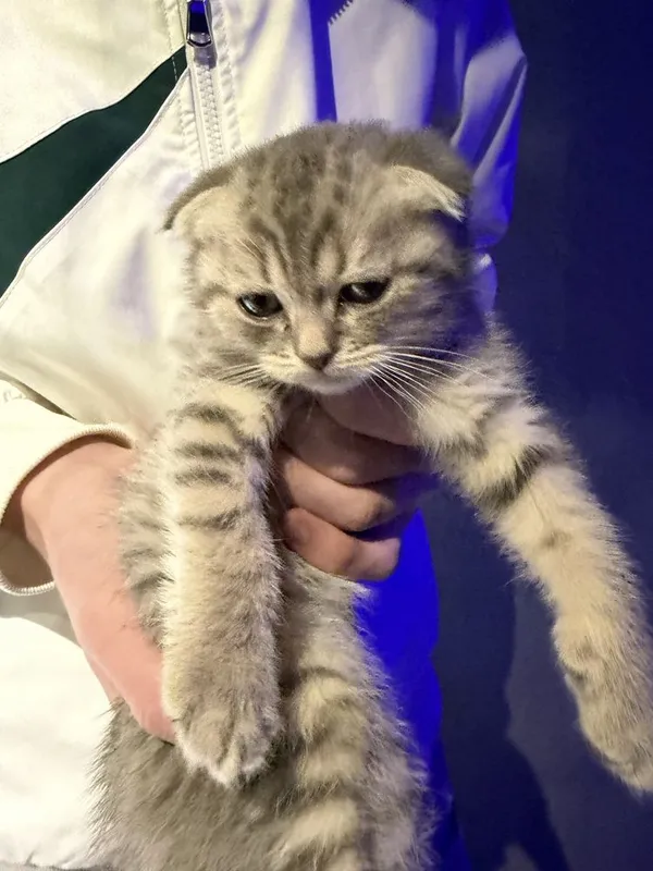 Продается кошка и котенок — фото 3 Продается кошка и котенок — фото 3