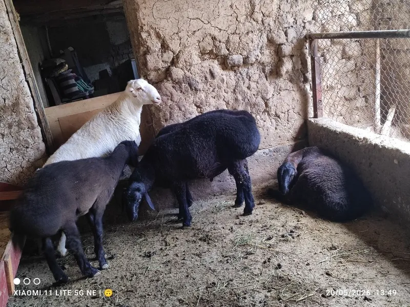 Qurbonlikka sogʻlom qulogʻi butun qochqorla sotlad 6 yarim mil soravom