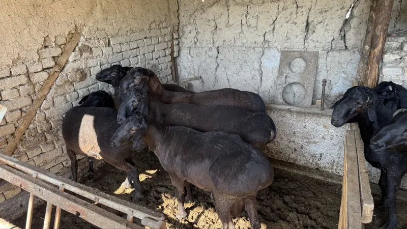 Qurbonlikka qoylar bor