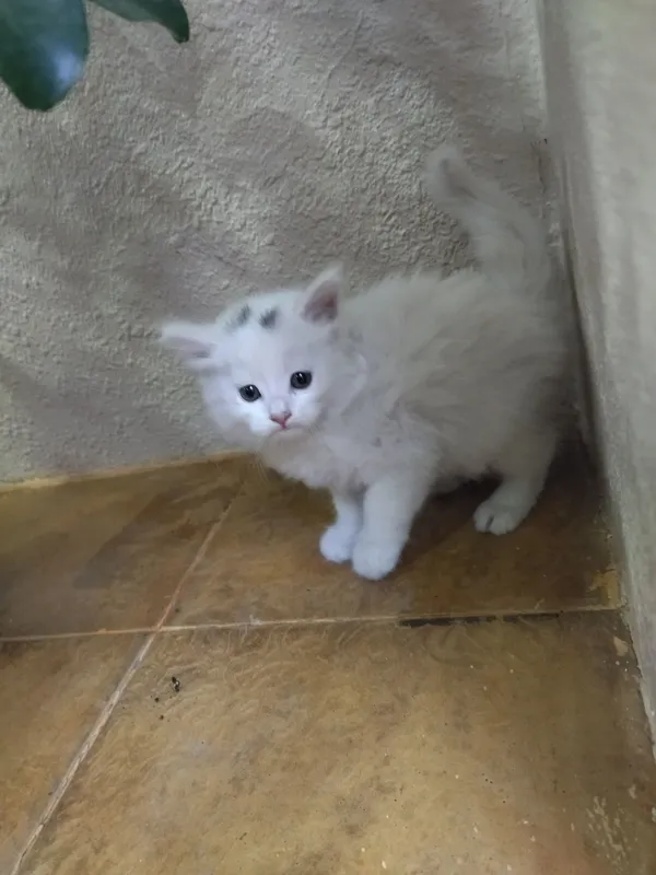 Срочно продаётся котята