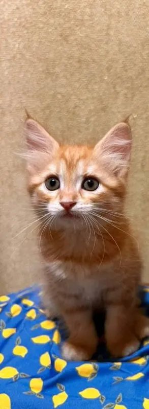 Котята