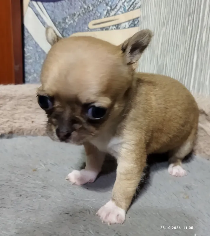 Chihuahua kuchukchalariga bron 4 Chihuahua kuchukchalariga bron 4