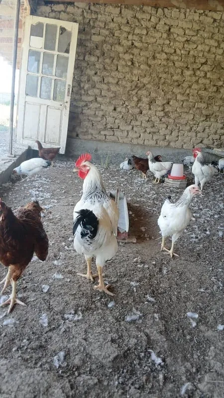 Adler xorozlari yaxshi boqilgan 4 Adler xorozlari yaxshi boqilgan 4