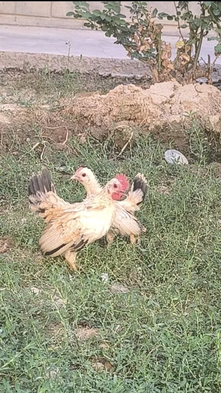 Samuray shabo jo'jalari sotiladi 1 Samuray shabo jo'jalari sotiladi 1
