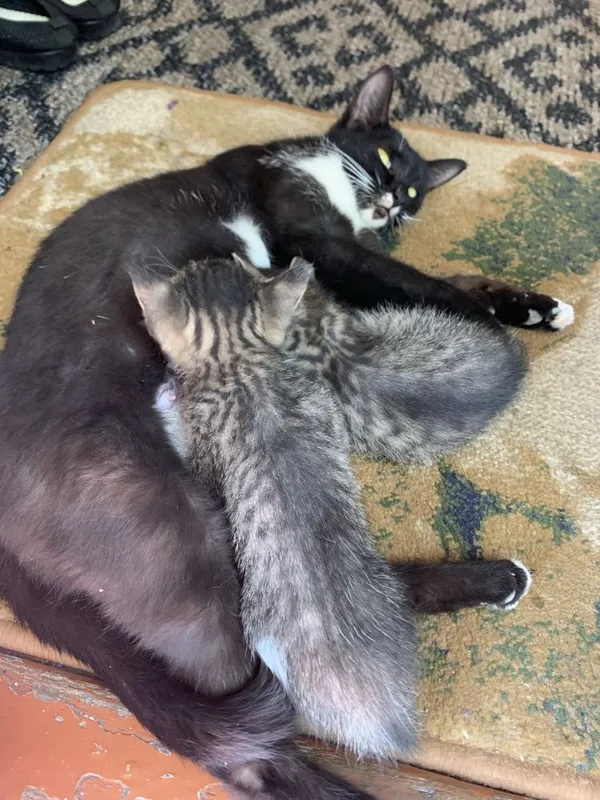 Mushuk. Cat. Кошка — фото 2