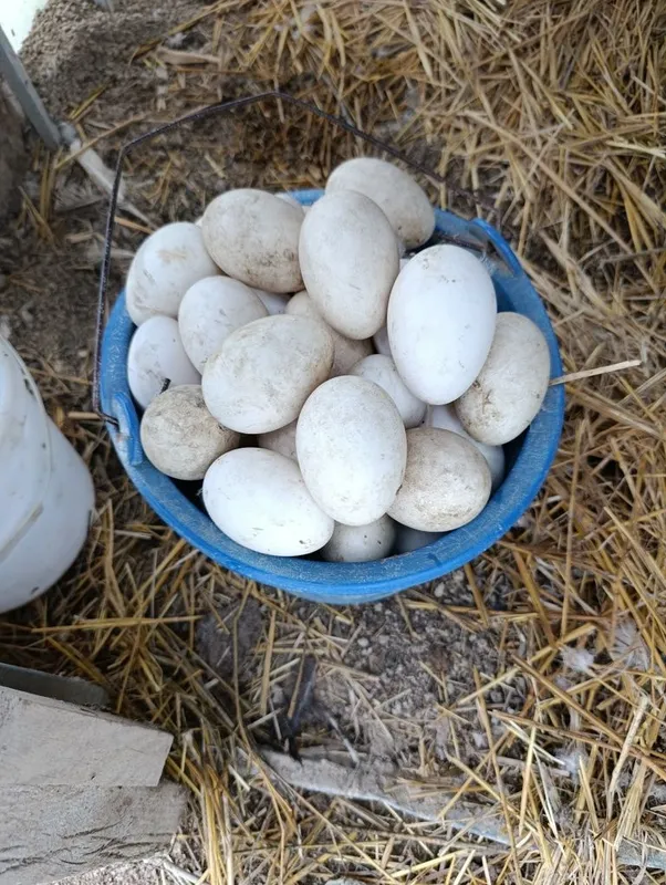 Gʻoz indiutka oʻrdak tuxumlari 1 Gʻoz indiutka oʻrdak tuxumlari 1