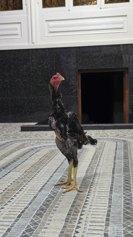 Dakan jojala 5 kg tepasi bo'ladi 6 Dakan jojala 5 kg tepasi bo'ladi 6