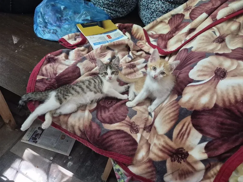 Котята 2 месяца домашние