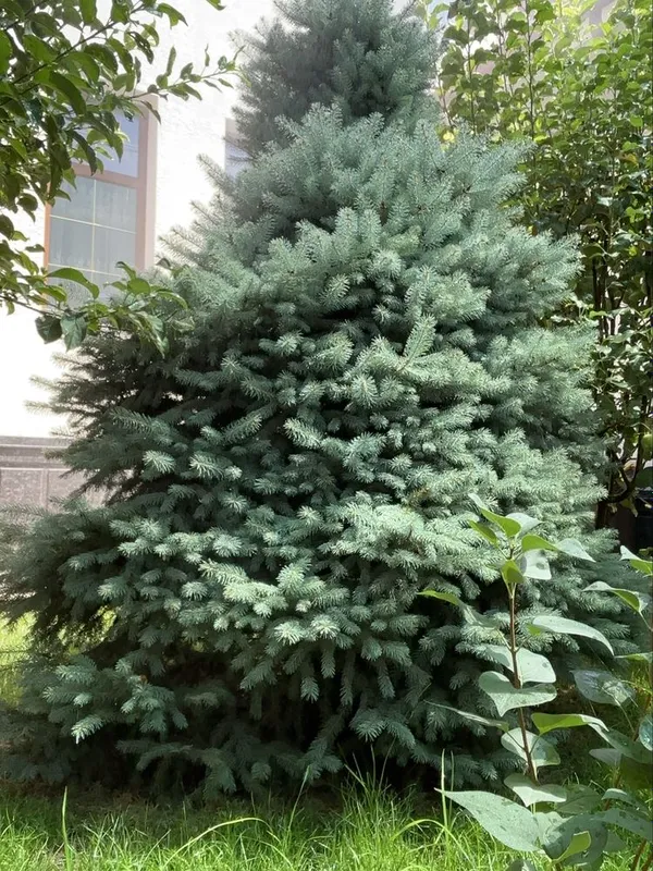 Арча голубой ель — фото 2