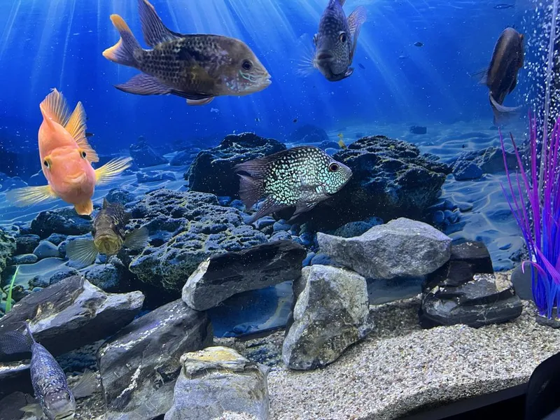 Akvarium va baliqlar hammasi sotiladi 6 Akvarium va baliqlar hammasi sotiladi 6