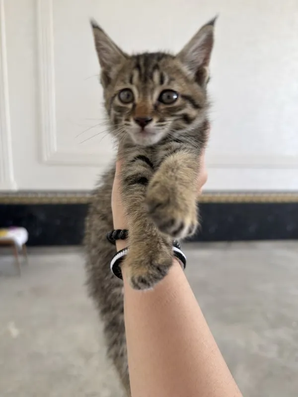 Отдам котенка в добрые руки 1 Отдам котенка в добрые руки 1