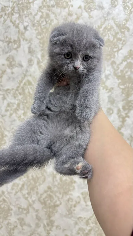 Scottish fold tozza qon — фото 2