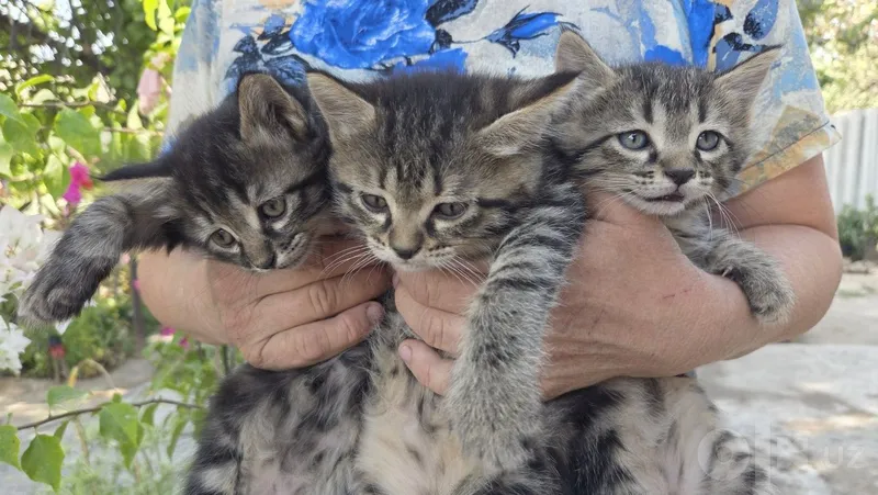 Домашние котята, отдадим в хорошие руки 1 Домашние котята, отдадим в хорошие руки 1