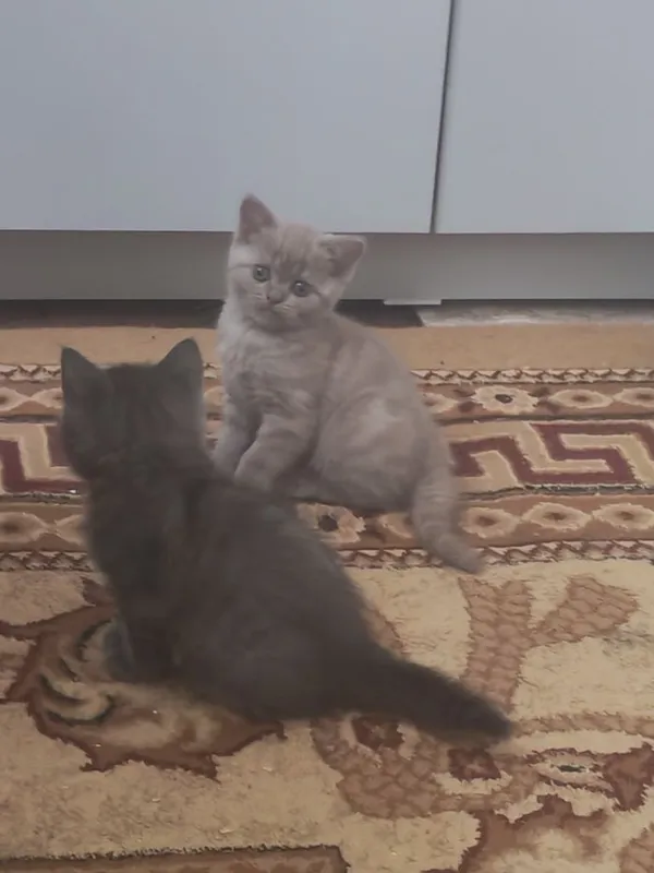 Котята два месяца — фото 3