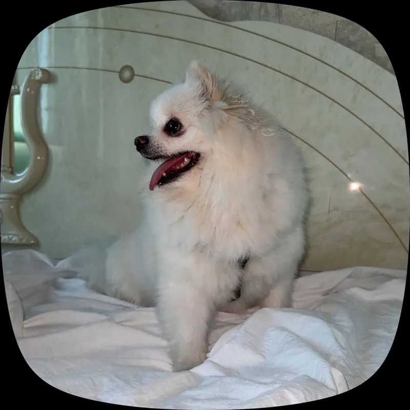 Ваш надежный Pet-ситтер Жасмин | Передержка, Выгул, Детский сад 4