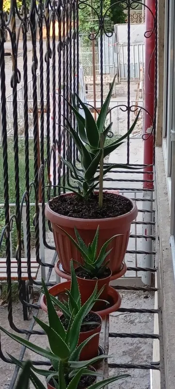 Aloe guli , Алое гули 3 Aloe guli , Алое гули 3