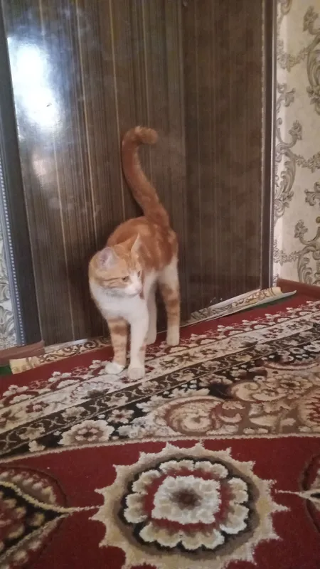 Красивый котёнок 2 Красивый котёнок 2