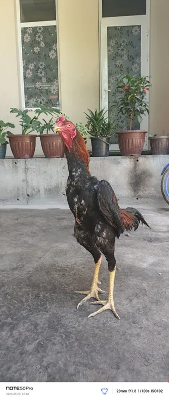 buvayda tumani yangiqorgon