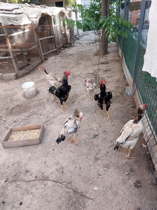 Boboqi xoroz tovuqlari bilan sotaman — фото 5