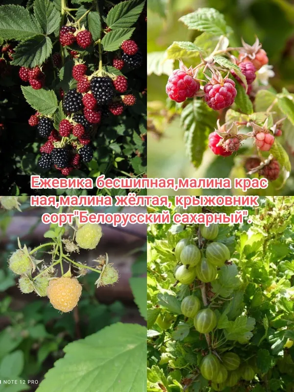 Ежевика бесшипная, малина жёлтая, крыжовник, гибрид малина/ежевика.