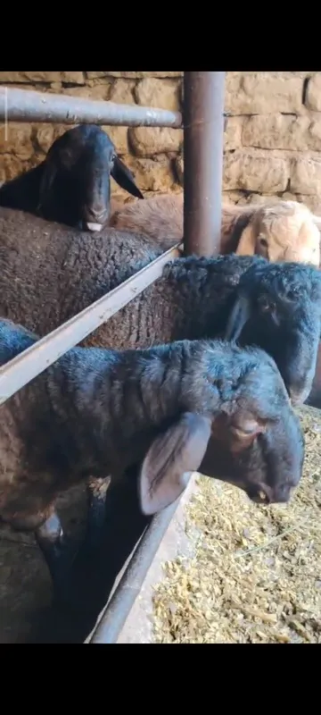 Уйда боқилган қўй қўчқорлар сотилади Uyda boqilgan qo‘y qo‘chqorlar so — фото 3
