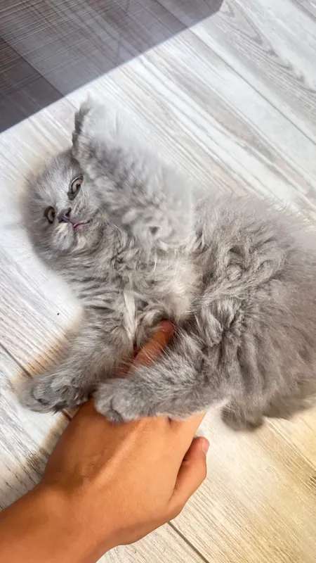 Кошка скоттиш фолд 2