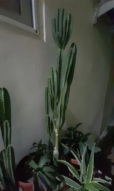 Xona gullari sotiladi. 3