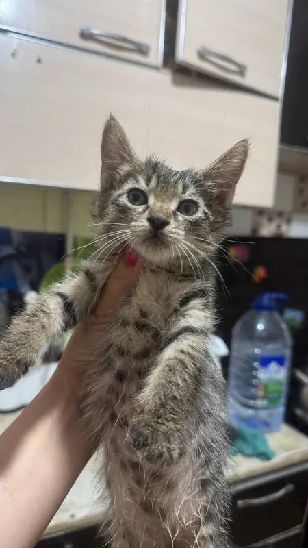 Mushukcha qiz 2 oylik hadyaga bariladi Mushukcha qiz 2 oylik hadyaga bariladi