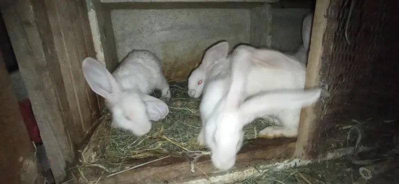 Quyon bolalari 2oylik 1 Quyon bolalari 2oylik 1