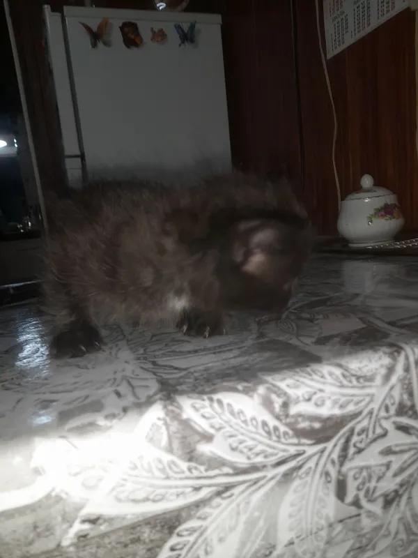 Отдам даром котят — фото 1