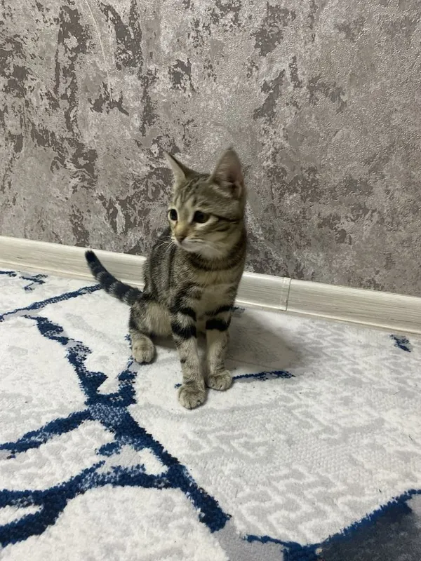 Кошка девочка бенгальская отдадим даром 1 Кошка девочка бенгальская отдадим даром 1