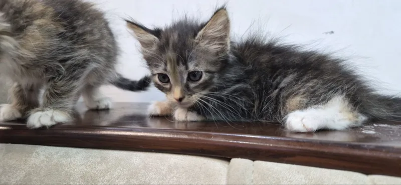 2,5 oylik mushukchalarni yaxshi qo‘llarga beraman 6