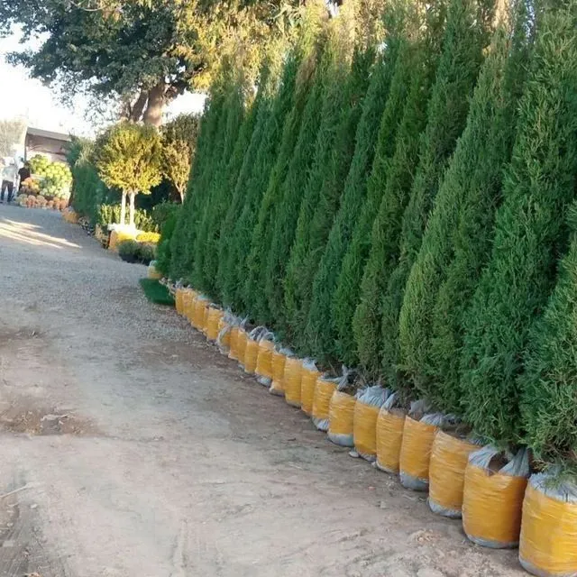 Archa ko'chatlar bor Xarhil turdagi. — фото 1