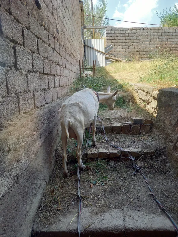 Toza qonli sutli ecki end 1ta tuqqan 6