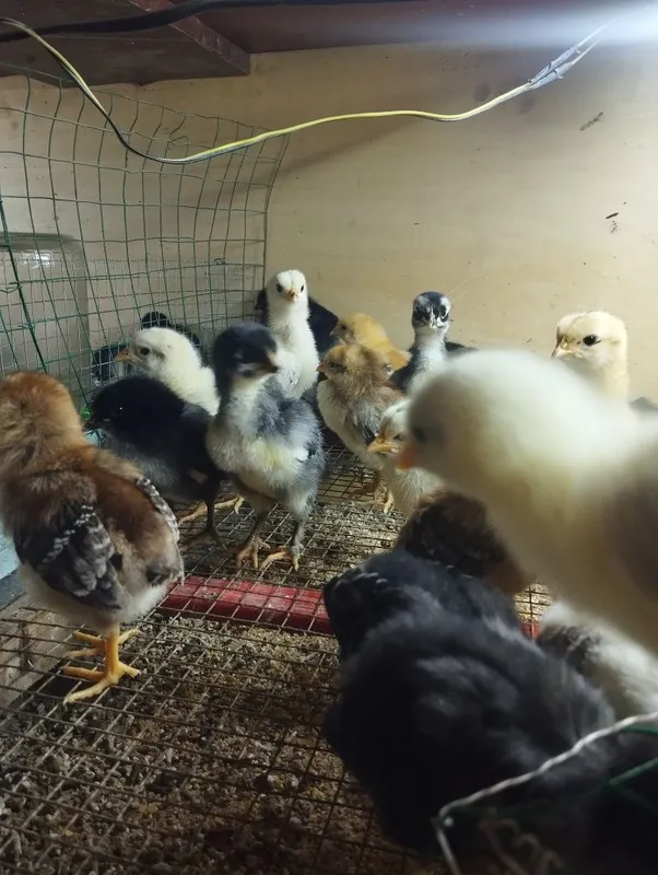 Jojala sotiladi damashniy jojala hammasini oladganla kelishamiz