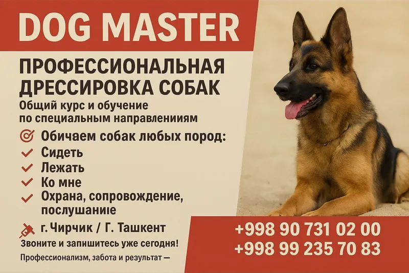 Дрессировка собак и груминг
