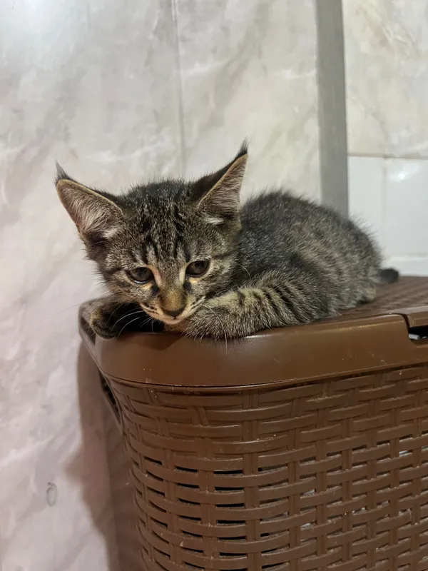Котята ищут свой дом 3 Котята ищут свой дом 3