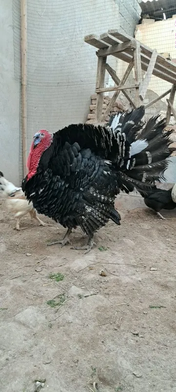 1 yillik uyda boqilgan Induk sotiladi — фото 1