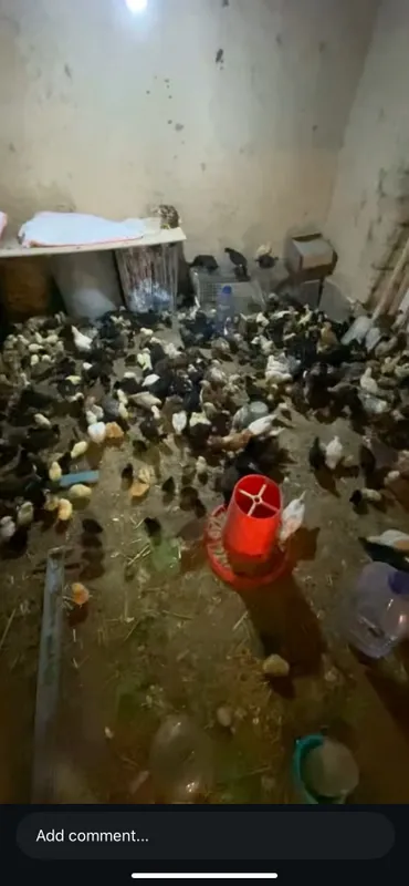 Katta jojalar faqat horozlari sotiladi