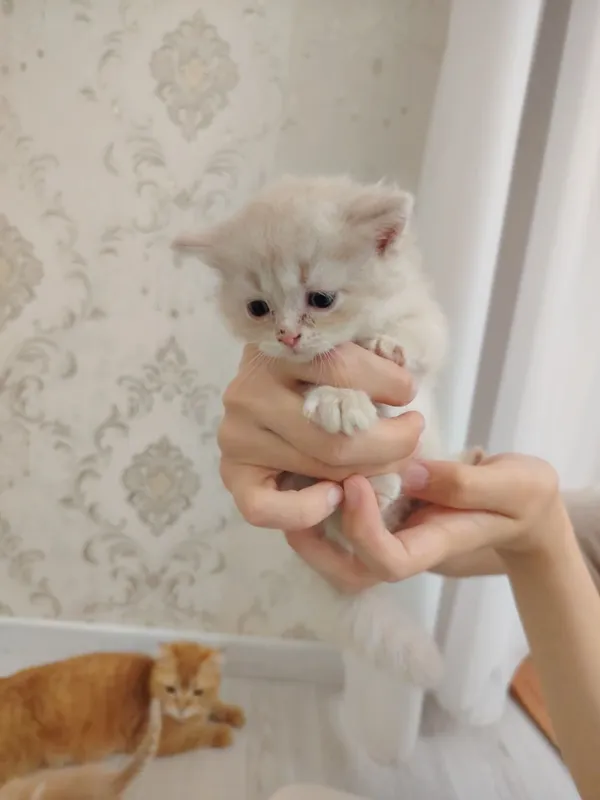 Котята скот иш фолд — фото 2